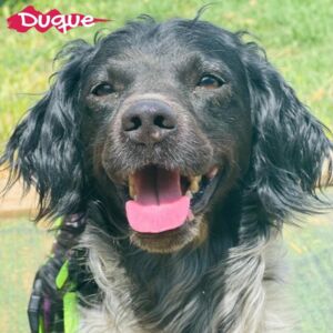 Duque