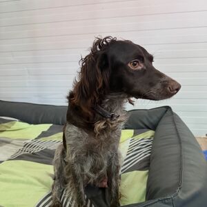 Bella 2 und ihre Welpen