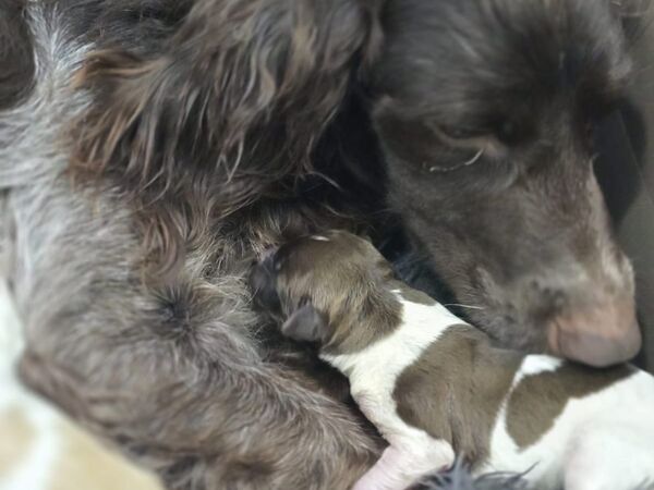 Bella 2 und ihre Welpen