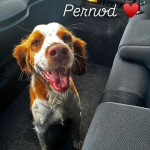 Pernod